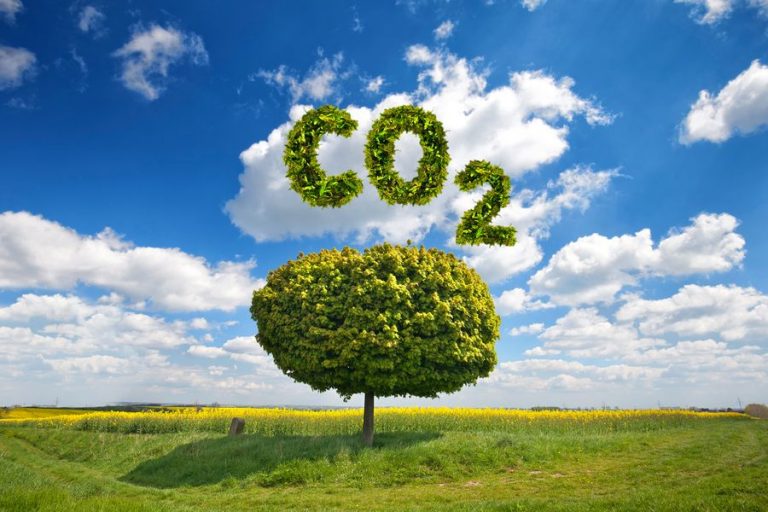 grüner Baum mit CO2 Schriftzug